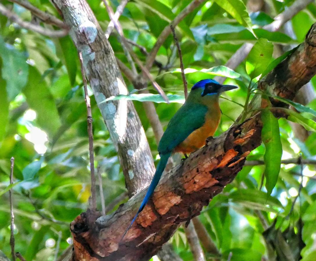 Casa Da Arvore, Sonho Na Amazonia, 2Min A Pe Da Praia アウテル・ド・ション エクステリア 写真