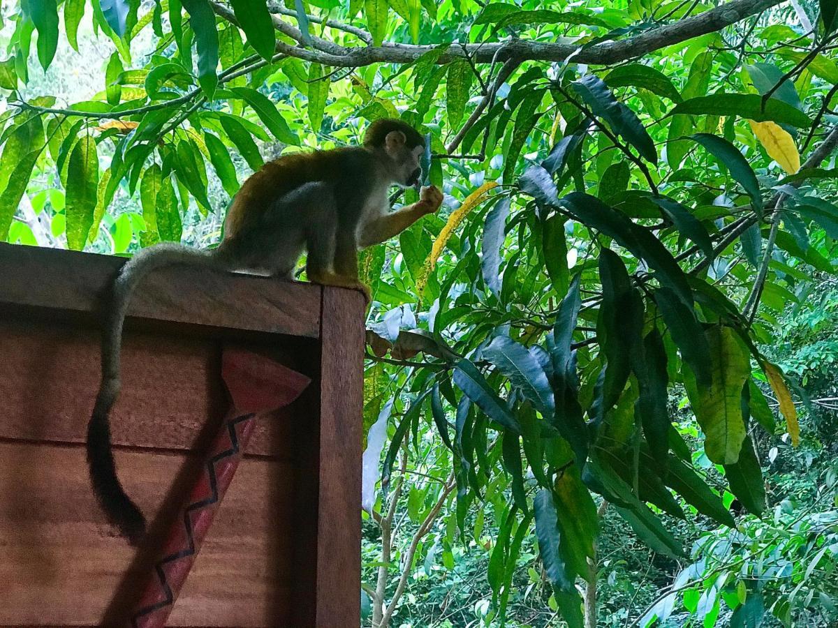 Casa Da Arvore, Sonho Na Amazonia, 2Min A Pe Da Praia アウテル・ド・ション エクステリア 写真